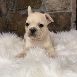 French Bulldog and Pug Puppies from Lyons Heart Pups