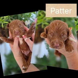 Patter - Red  male Goldendoodle puppy in Decatur, Tennessee from Diamond's Doodles