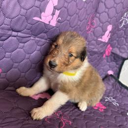 Olaf - Sable male Collie puppy in Elko, Nevada from Willow Creek Acres Dachshunds & Collies