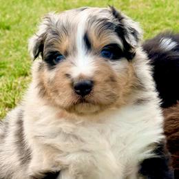 Knox - Blue merle male Australian Shepherd puppy in Mineral Wells, Texas from A6 Australian Shepards