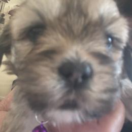 Akc girl 4 - Cream female Lhasa Apso puppy in Chico, California from Lhasa Apsos of northern Ca . Biewer terriers of northern California