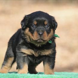 Raven - Black and mahogany female Rottweiler puppy in Uniontown, Alabama from CedarBluff Rottweilers