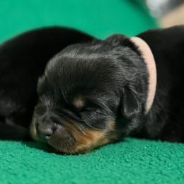 Pink - Black and mahogany female Rottweiler puppy in Kissimmee, Florida from Macht Haus Rottweilers
