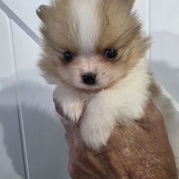 Luna - Orange parti Pomeranian puppy in Candler, North Carolina from Carolyn's Pomeranians