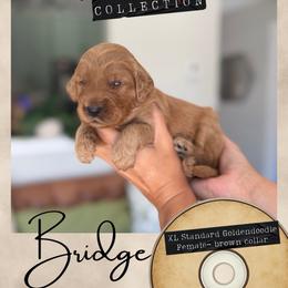 Bridge - Dallas,Tx - 4,000 - Red  female Goldendoodle puppy in Garland, Texas from Twilight Doodles