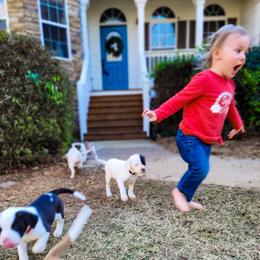 American Bulldog Puppies from Valor American Bulldogs