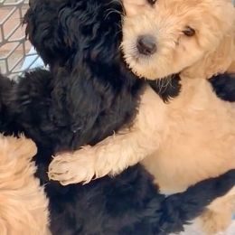 Bernedoodle Puppies from Family Jewels Kennel