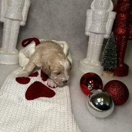 Poodle and Schnoodle Puppies from Bred by Brennen