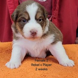 Australian Shepherd, Miniature American Shepherd, and Miniature Australian Shepherd Puppies from Alolan Angel Aussies