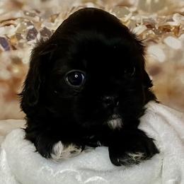 BlackBerry - Black female Shih Tzu puppy in Redmond, Oregon from Jazzie Shih Tzu