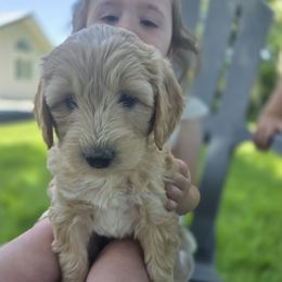 Judy - Apricot female Aussiedoodle puppy in Blackfoot, Idaho from Draper Mountain Doodles