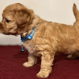 Assorted Doodle Crosses Puppies from Cotton Rose Kennels