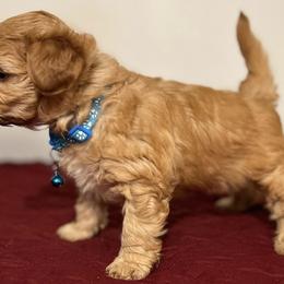Assorted Doodle Crosses Puppies from Cotton Rose Kennels