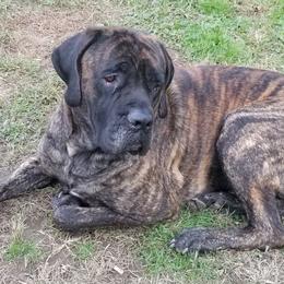 Diesel - Mastiff