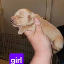 2 - Cream female Dachshund puppy in Lansing, Michigan from Black Thunder 517 Dachshunds and frenchies