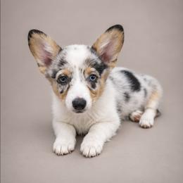 Sadie - Blue merle and white female American Corgi puppy in Charleroi, Pennsylvania from Twilight Hollow Corgis