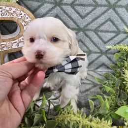 Baxter - Gold and white male Shihpoo puppy in Hartville, Missouri from Petty Paws