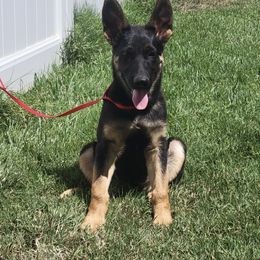 Denver - Black and tan male German Shepherd puppy in Whitewater, California from Vom Haus Metzler Shepherds