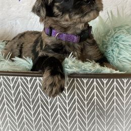 Aussiedoodle and Australian Shepherd Puppies from Dunroamin Farms Australian Shepherds and Aussiedoodles