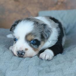 Girl 3 Blue - Blue merle female Australian Shepherd puppy in Yakima, Washington from Naches Heights Ranch