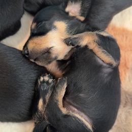 Dachshund Puppies from Britt Doxies