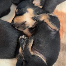 Dachshund Puppies from Britt Doxies