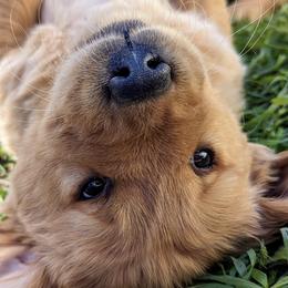 Golden Retrievers from R&R Goldens