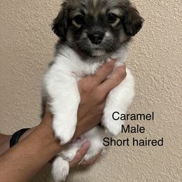 Havanese Puppies from Hoodview Havanese
