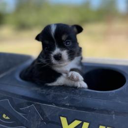 Australian Cattle Dog, Australian Shepherd, Companion Cross, and Miniature Australian Shepherd Puppies from MK Aussies