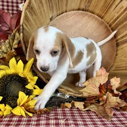 Rusty - Brown white and tan male Beagle puppy in Katy, Texas from Houston’s Howlin’ Hounds