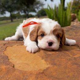 Willie AKC - Blenheim male Cavalier King Charles Spaniel puppy in El Campo, Texas from Longhorn Cavaliers