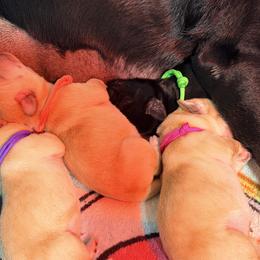 Light Pink Collar - Yellow female Labrador Retriever puppy in Manchester, Maryland from TMK Labradors