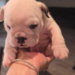 Bulldog Puppies from Nelda Fernandez