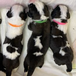 Saint Bernard Puppies from Avant-Gard Saint Bernards