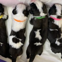 Saint Bernard Puppies from Avant-Gard Saint Bernards