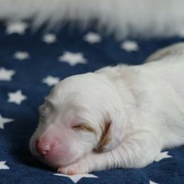 Summer - Chalk female Australian Labradoodle puppy in Fontana, California from Glory Labradoodle’s