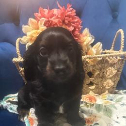 Missy - Black female Dachshund puppy in Saint Peter, Illinois from Ashton’s Doxies of Southern IL