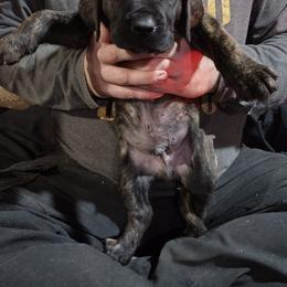 Brown boy - Brindle male Boerboel puppy in Dowagiac, Michigan from Flanders Kennels LLC
