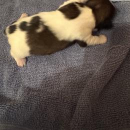 Girl 2 - Brindle female Shih Tzu puppy in Centralia, Illinois from Niepoetter Shih Tzus