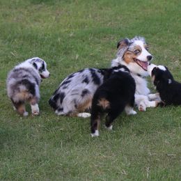 Miniature Australian Shepherd Puppies from Ridgestar Aussies
