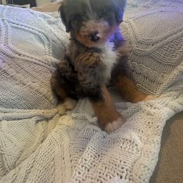 Izzy - Tri-color female Bernese Mountain Dog puppy in Union Grove, North Carolina from Grove Farm