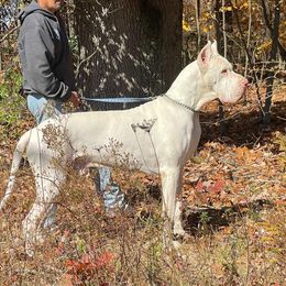 Bumble - Great Dane