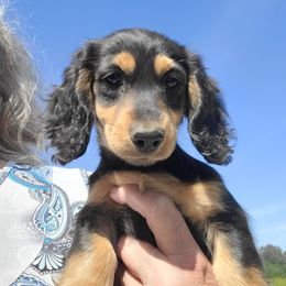 Angel - Black and tan female Dachshund puppy in Salinas, California from Maverick Kennels