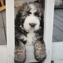 Bernedoodle Puppies from Joy's Dood Ranch