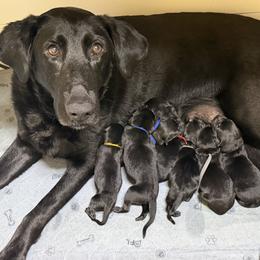 Pink - Black female Labrador Retriever puppy in Heath Springs, South Carolina from Rich Hill Retrievers