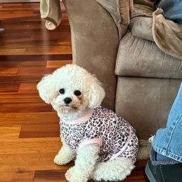 Bichon Frise Puppies from Blooming Bichons