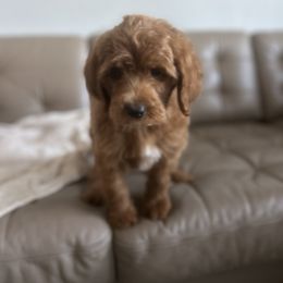 Goldendoodle and Poodle Puppies from Poodle lovers