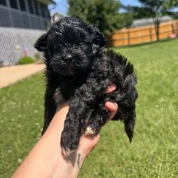 Boy 1 - Black and white male Shihpoo puppy in Clayton, North Carolina from The Snuggly Shih Poo