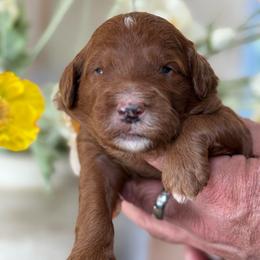 Lennox - Red  male Goldendoodle puppy in Yuciapa, California from AlltheDoodlez_