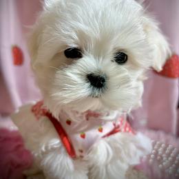 Winter - White and lemon female Maltese puppy in Upland, California from Prime Paradise Kennel